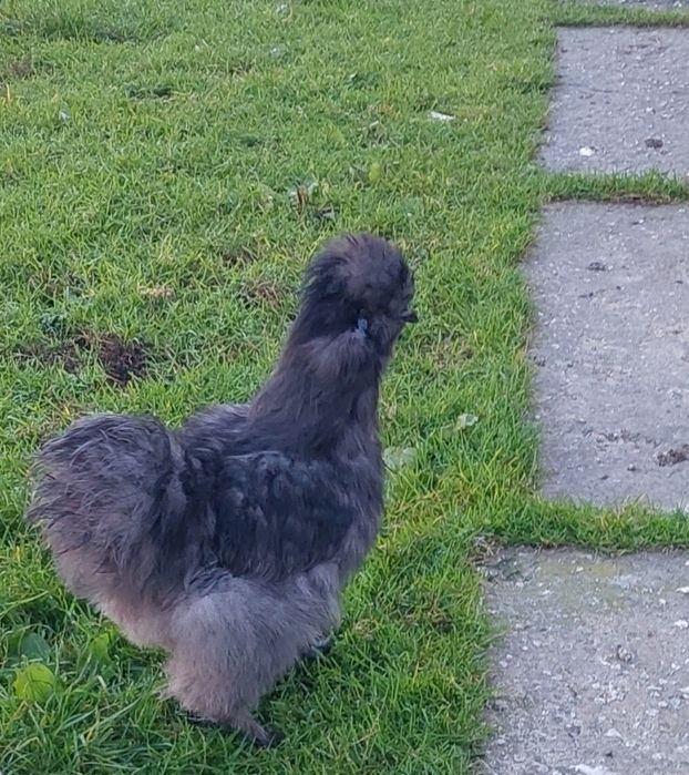 Kochiny miniaturowe,  silka amerykańska