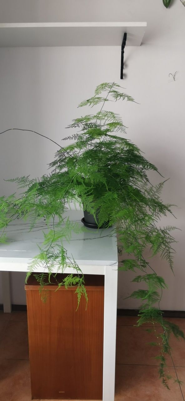 Várias plantas de interior e exterior