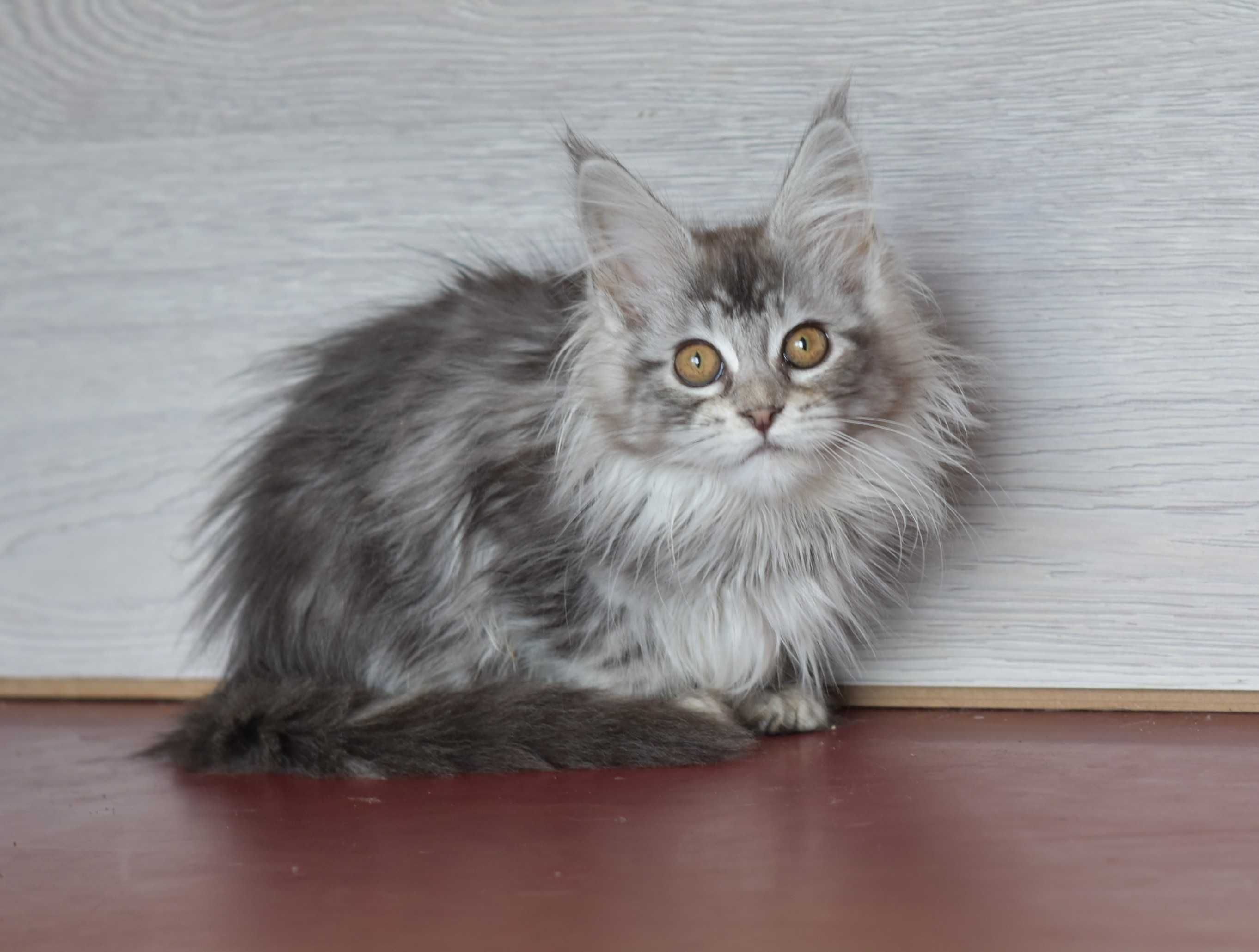 Котенок для ценителей серебра