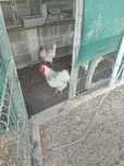 Galo Sussex biologico