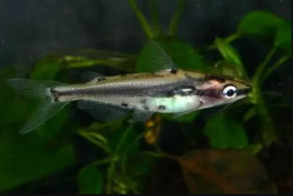 Kosatka karłowata - Sum ozdobny - Pelteobagrus ornatus - dowóz