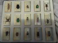 Продам колекцію комах у епоксидній смолі