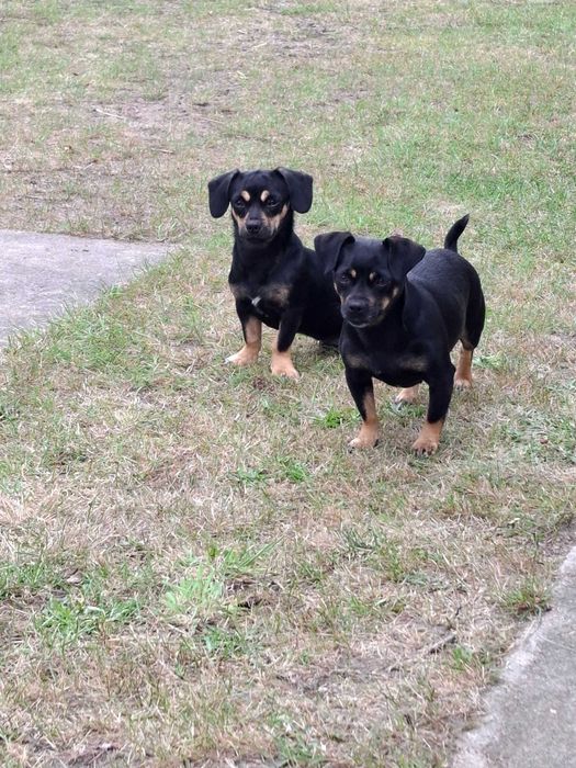 Oddam za darmo 2 pieski