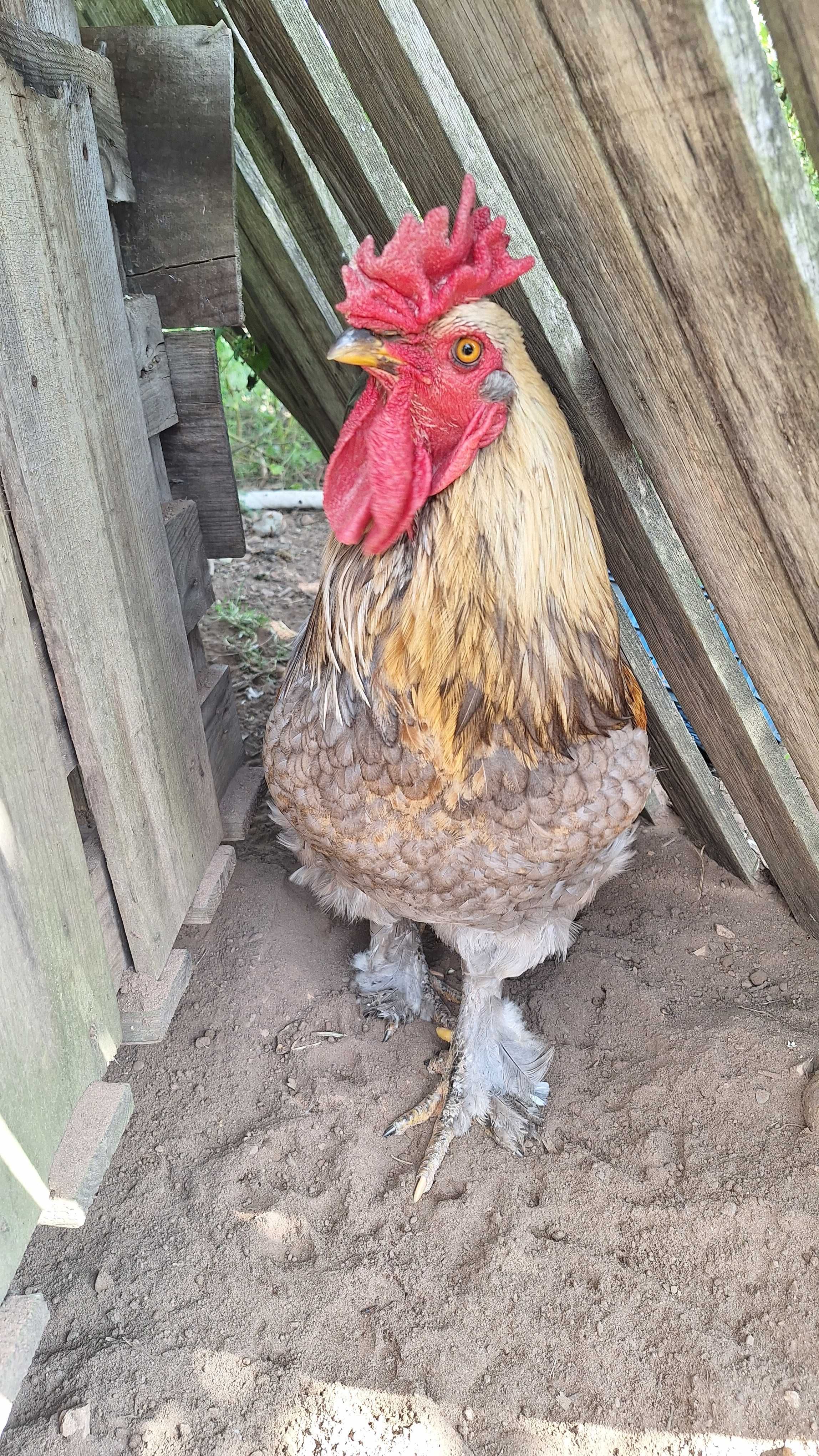 3 lindos galos disponíveis