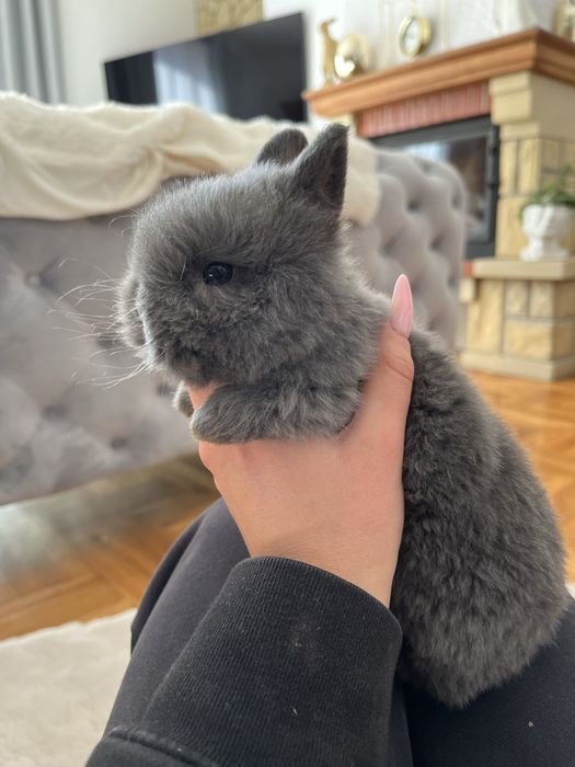 Króliczek Teddy miniaturka niebieski