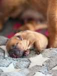 INKA Buldog francuski ZKwP FCI, Hodowla Harper Dog House FCI