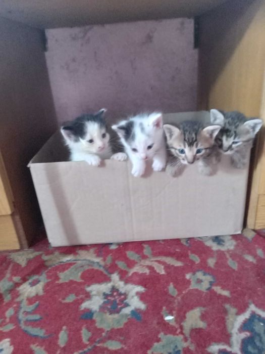 Отдам котят даром