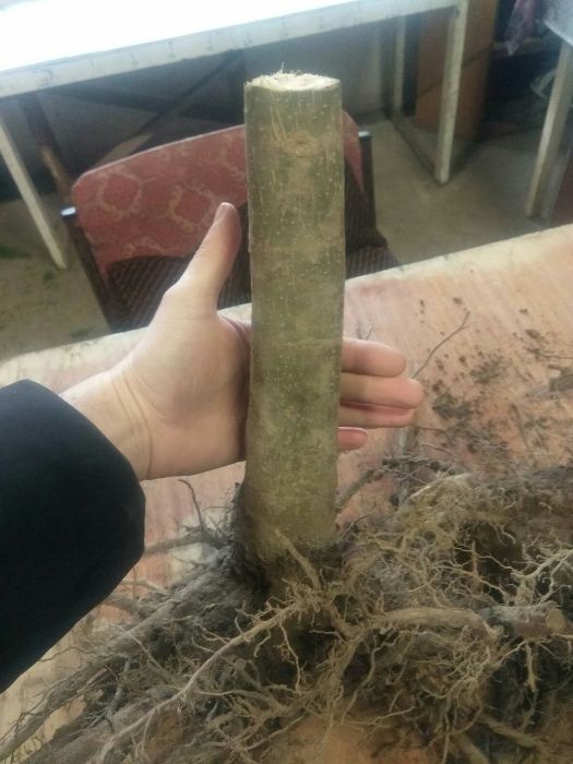 Павловні, Павловнии, Павловнія, МОРОЗОСТІЙКА ДВОРІЧНА!!!