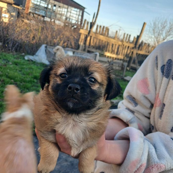 Чарівні цуценята шукають люблячий дім