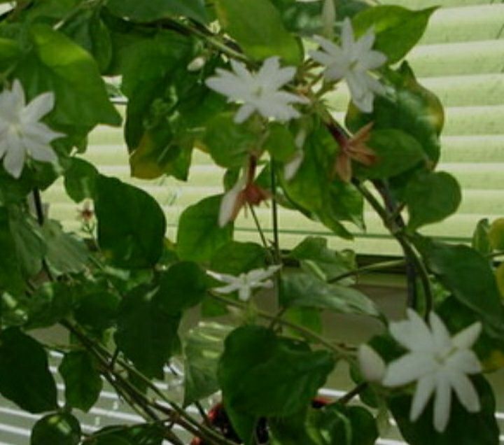 Продам жасмин самбак