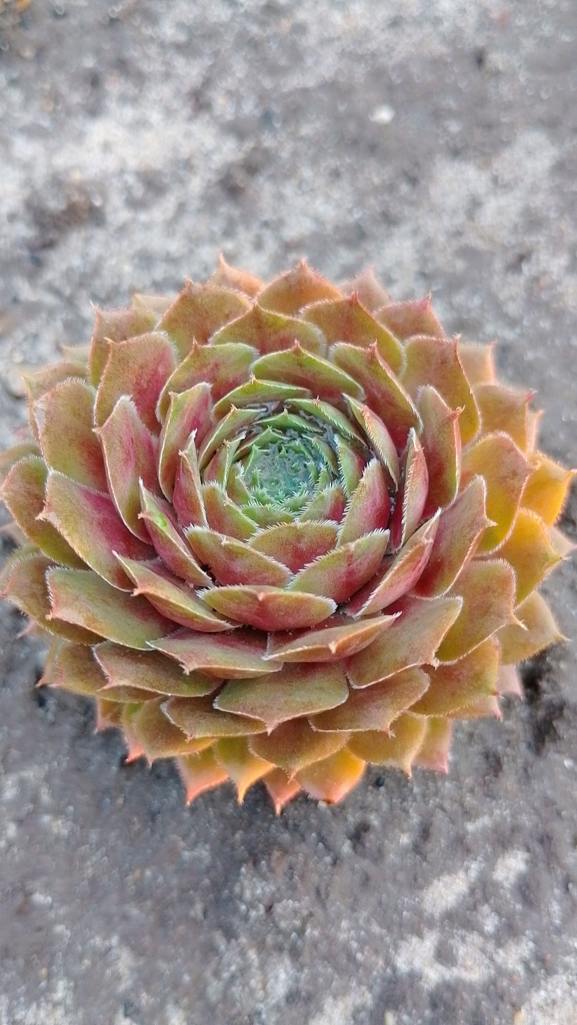 Сортові вуличні сукуленти sempervivum молодило. Витримують жару та мор