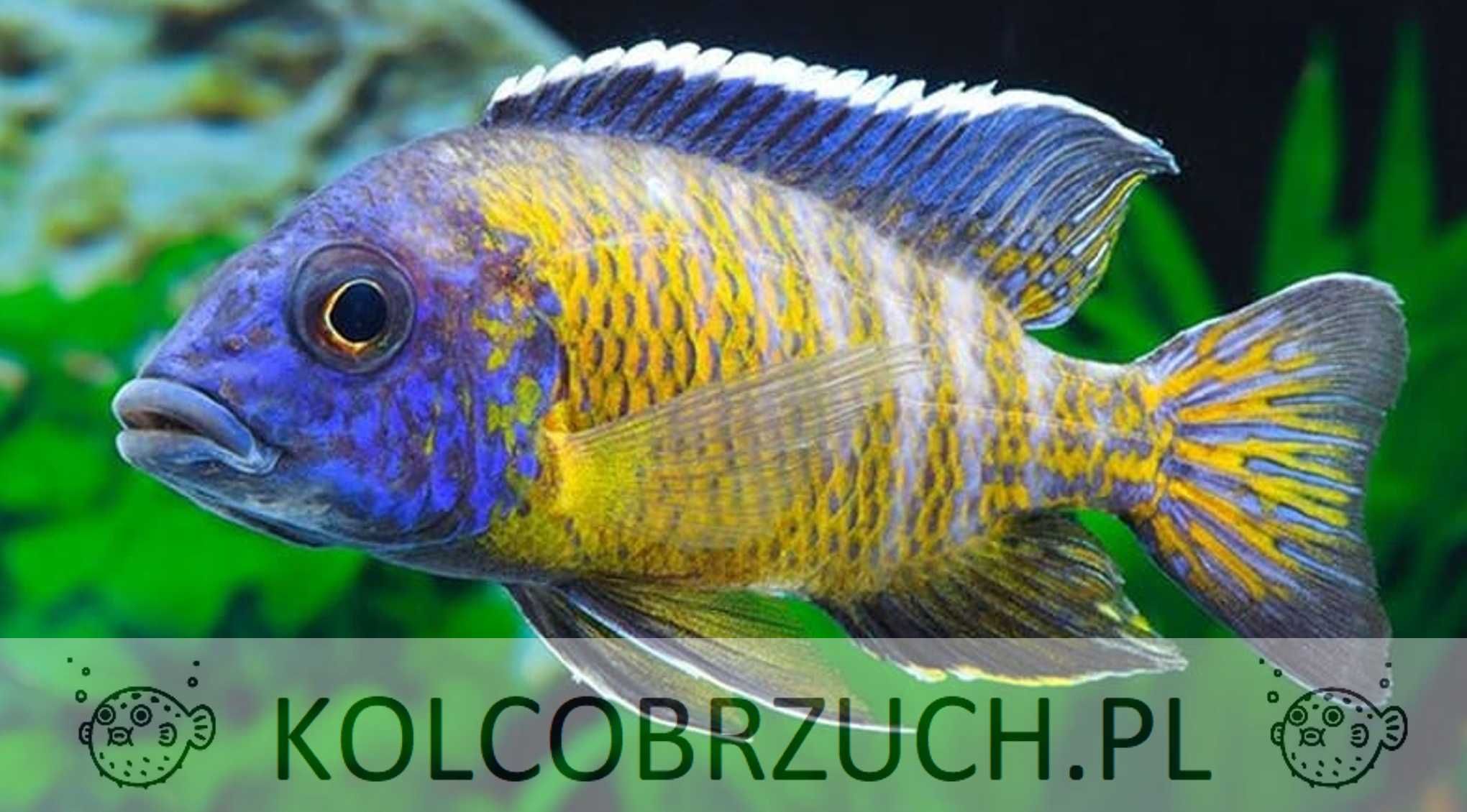 Aulonocara stuartgranti BLUE NEON UNDU REEF - dowóz, wysyłka