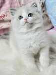 Kocurek Ragdoll Blue Bicolor perfekcyjny maluszek z domowej hodowli