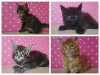 Kocurek Maine Coon