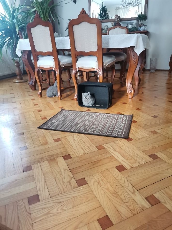 Kour kot brytyjski kotek kotka niebieski point