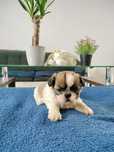 Sprzedam pieska Shih-tzu tri-color