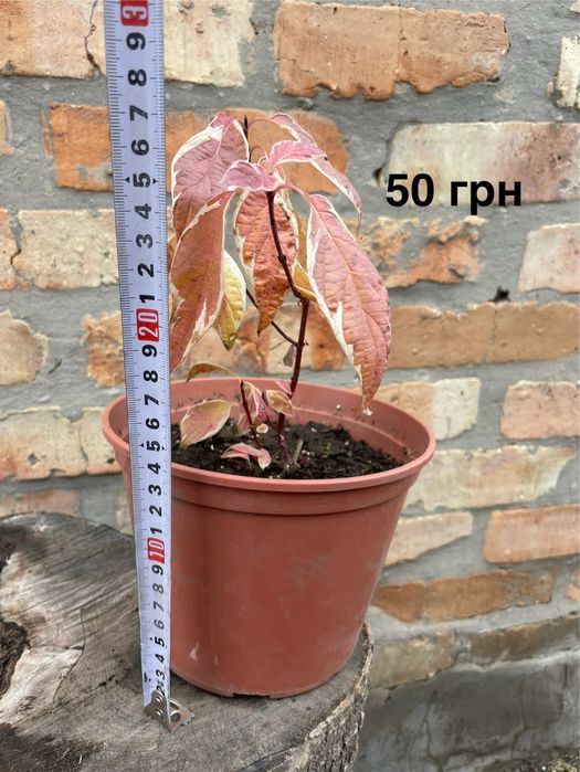 Рослини в горщиках