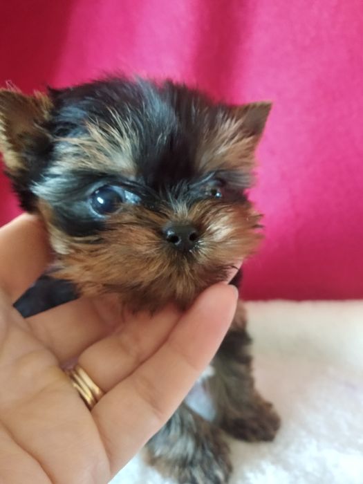 Продаются щенки йоркширского терьера