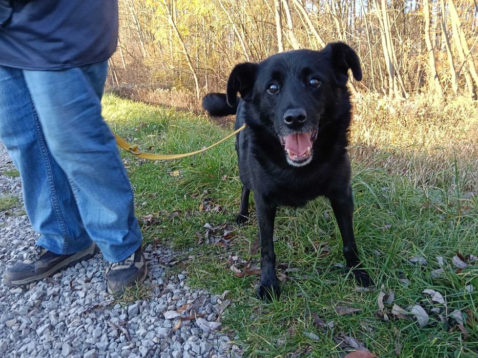 Kaktus - pogodny, przyjazny, uwielbia zabawę - schronisko