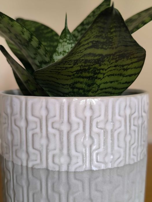 Espada-de-São-Jorge Mini