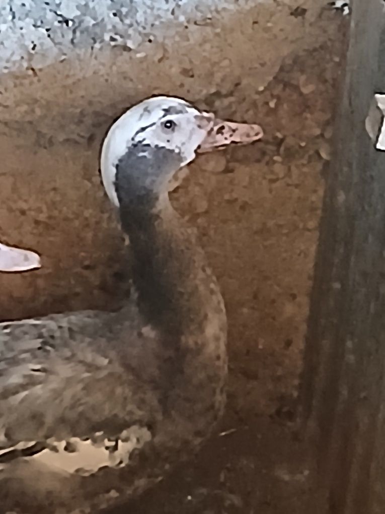 Patos mudos casa