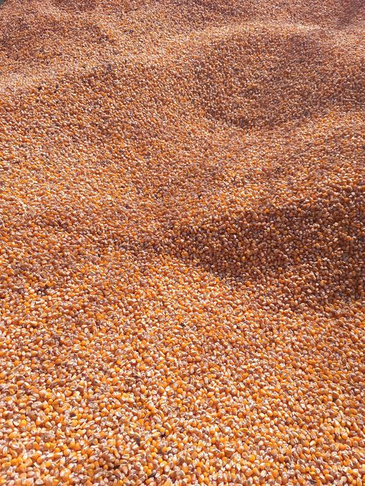 Кукурудза Кукуруза