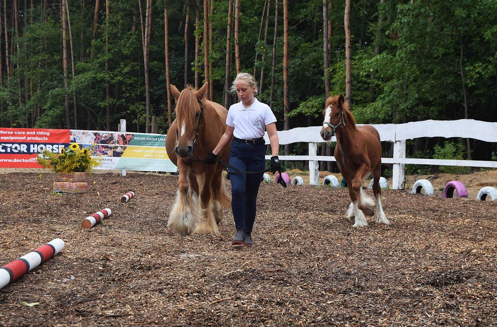 Gypsy Cob/ Irish Cob/ Tinker Incognito Dancing Star „Denver”