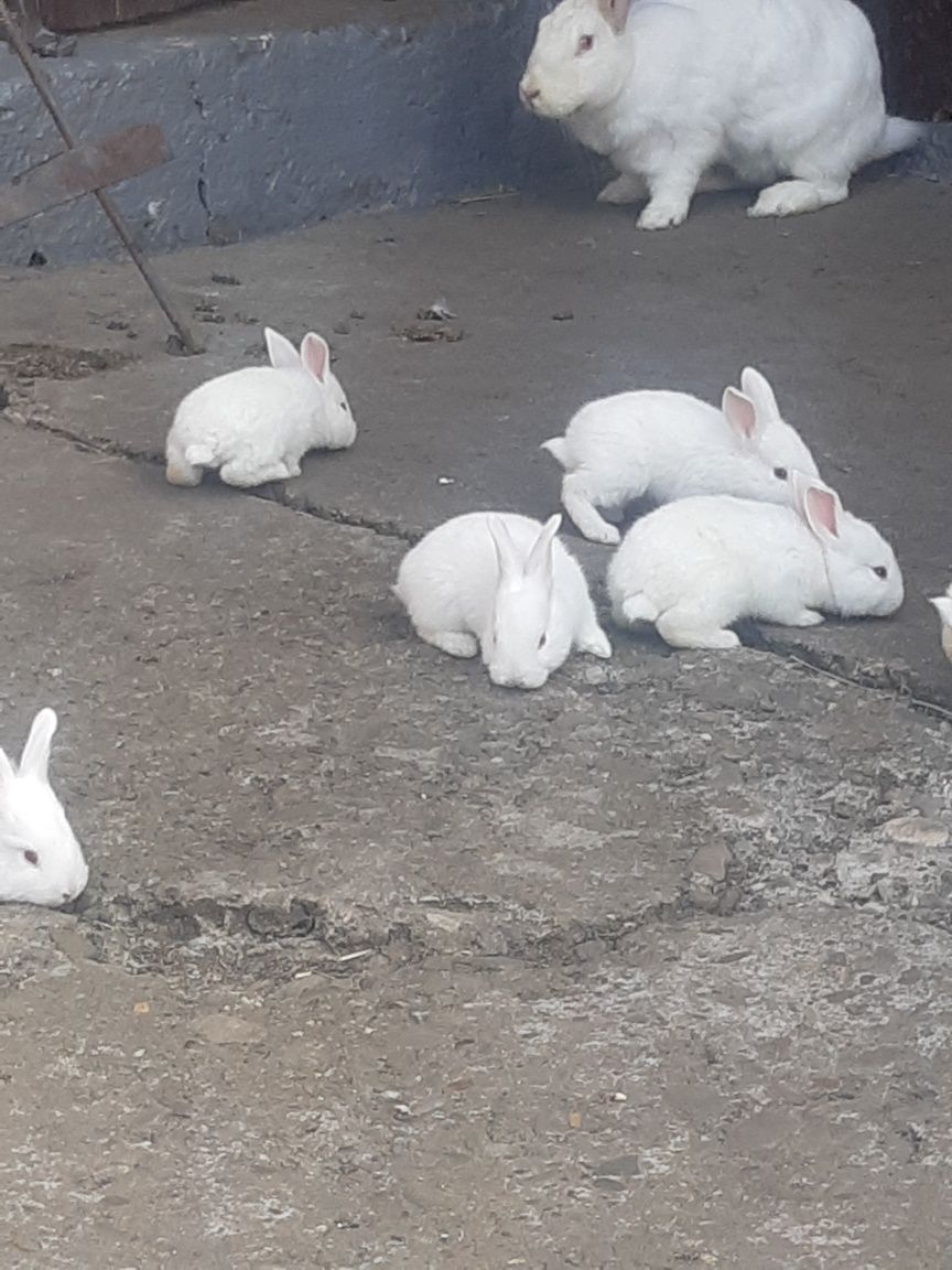 Продам кролів кроликів