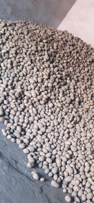 Sprzedam Ziemniaki SORAYA duże ilosci