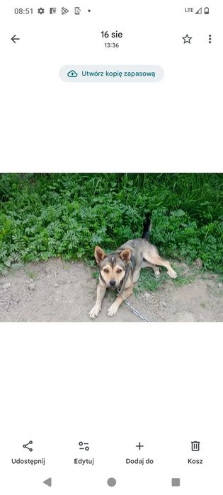 Oddam pieska za darmo