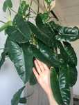 Filodendron Philodendron