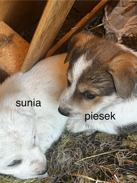 szczeniaki za DARMO