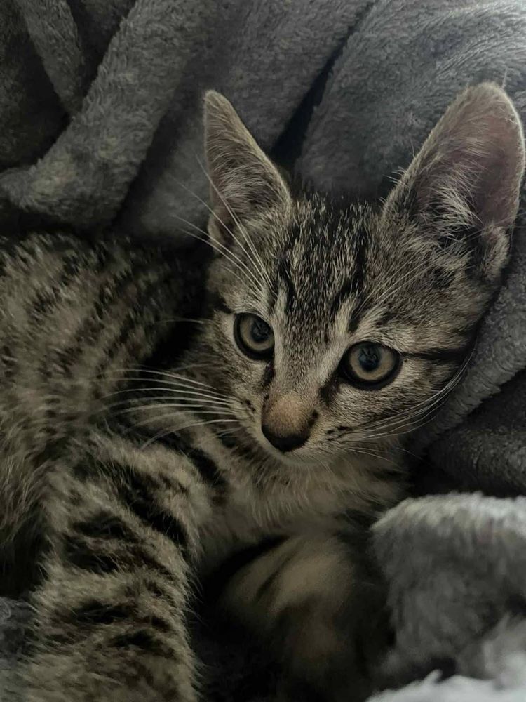 Filek kot koty do adopcji