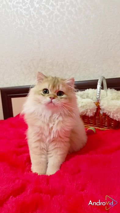Как девочка. Шотландский прямоухий котик золотая шиншилла Хайленд