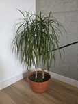 Dracaena marginata 70cm + Sansevieria trifasciata 50cm+