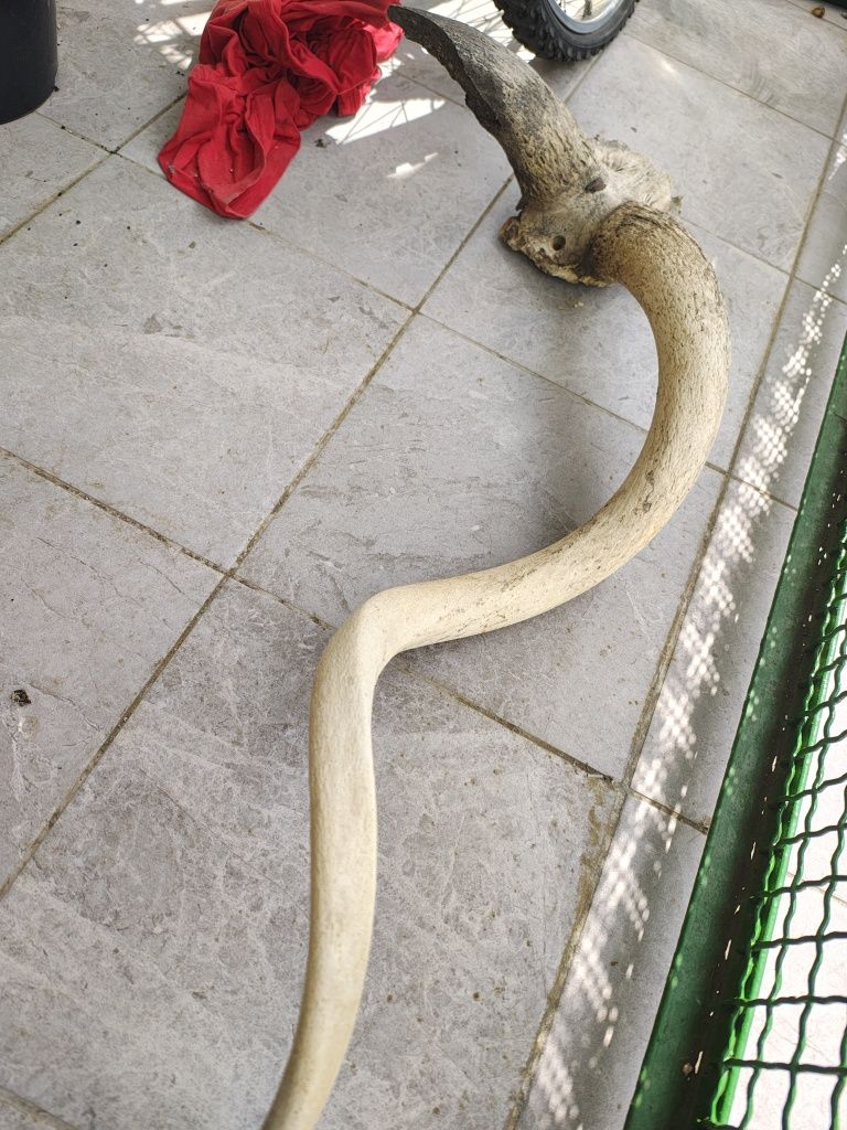 Środek rogów antylopy i barana