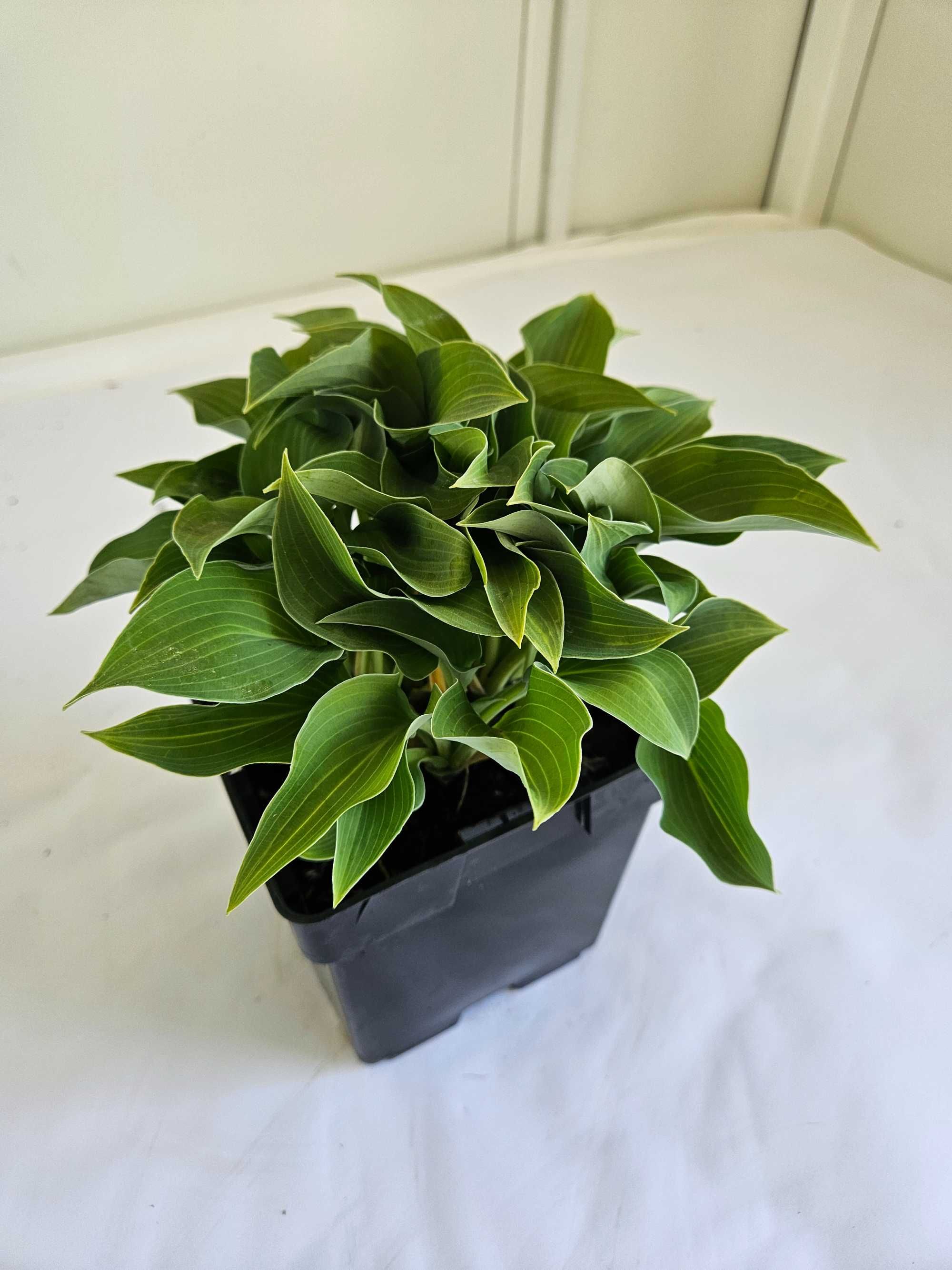 FUNKIA HOSTA  roślina do cienia  pojemnik 1L