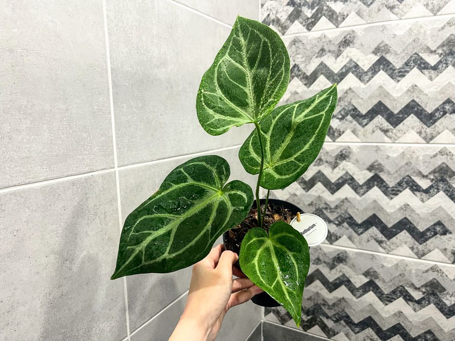 Антуриум Magnifficum - комнатное растение