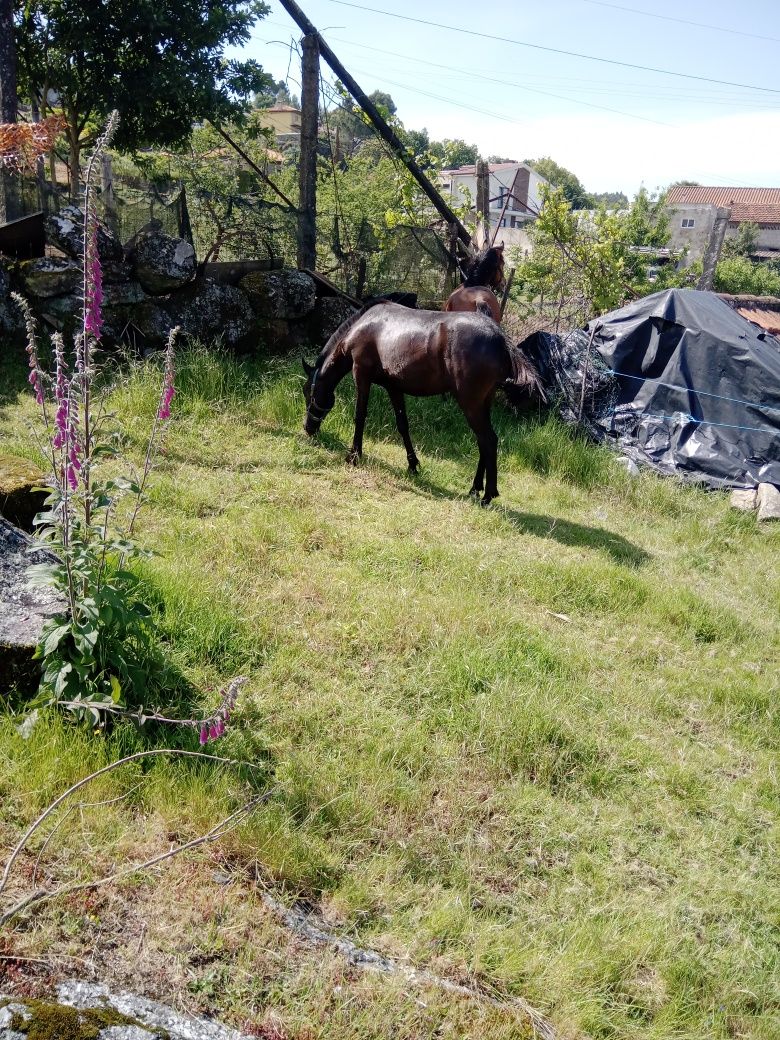 Casal de cavalos garranos