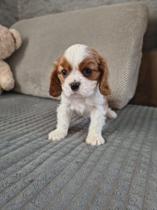 Cavalier King Charles spaniel uroczy chłopiec