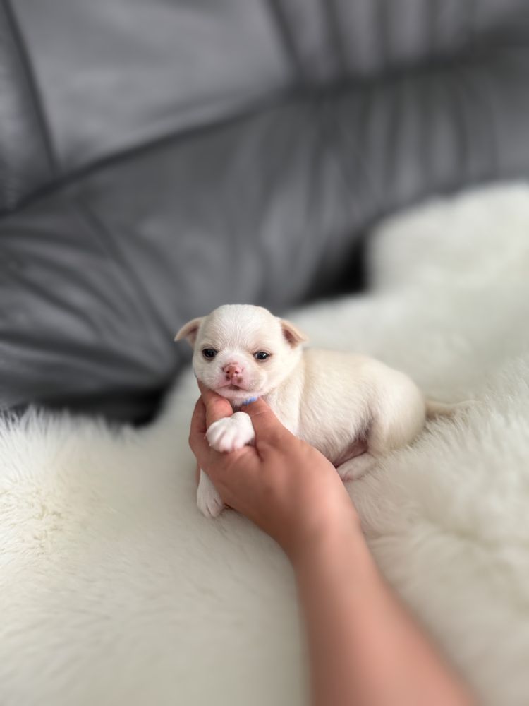 Chihuahua piesek krotkowlosy zkwp/fci