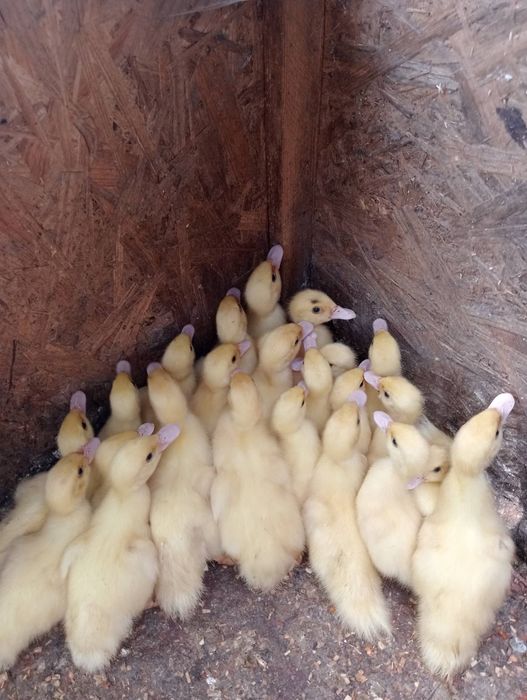 Продам свиней та качок.