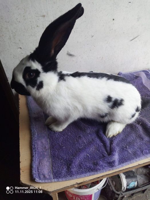 Sprzedam samczyka OSC