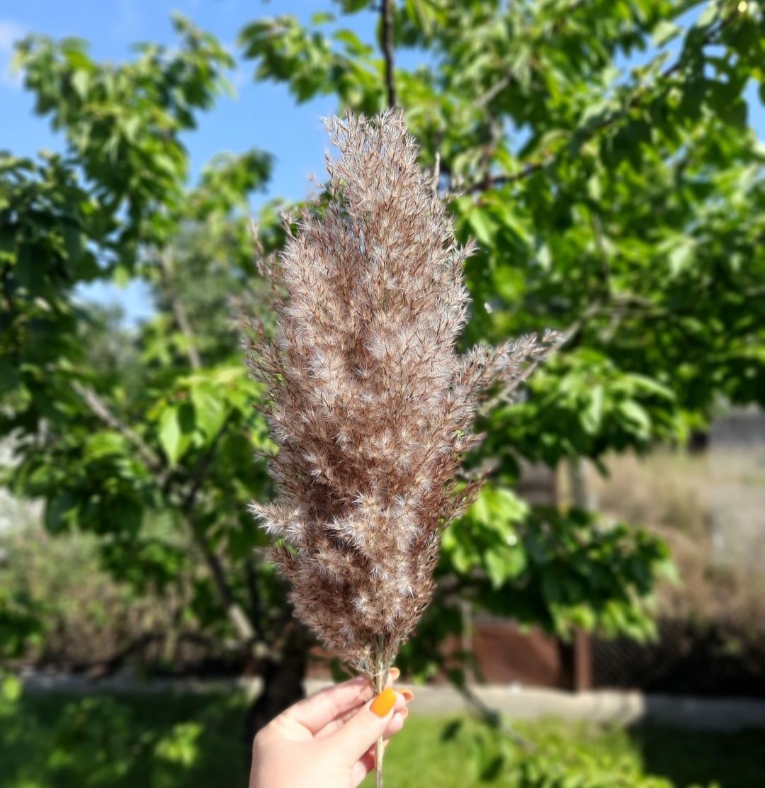 продаю очерет (камиш)