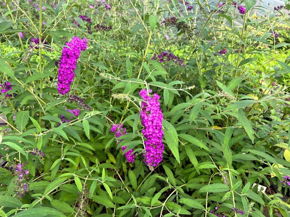 Budleja Dawida 'Royal Red' (Buddleja davidii) Doniczka 2.0L