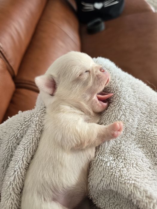 Chihuahua sunia suczka