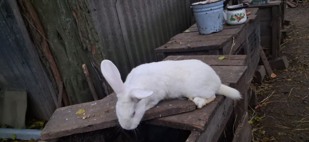 Кролики порада терманські білі та серебро