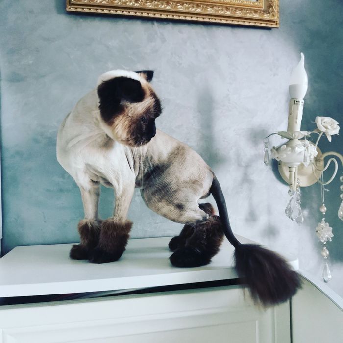 Стрижка собак і котів