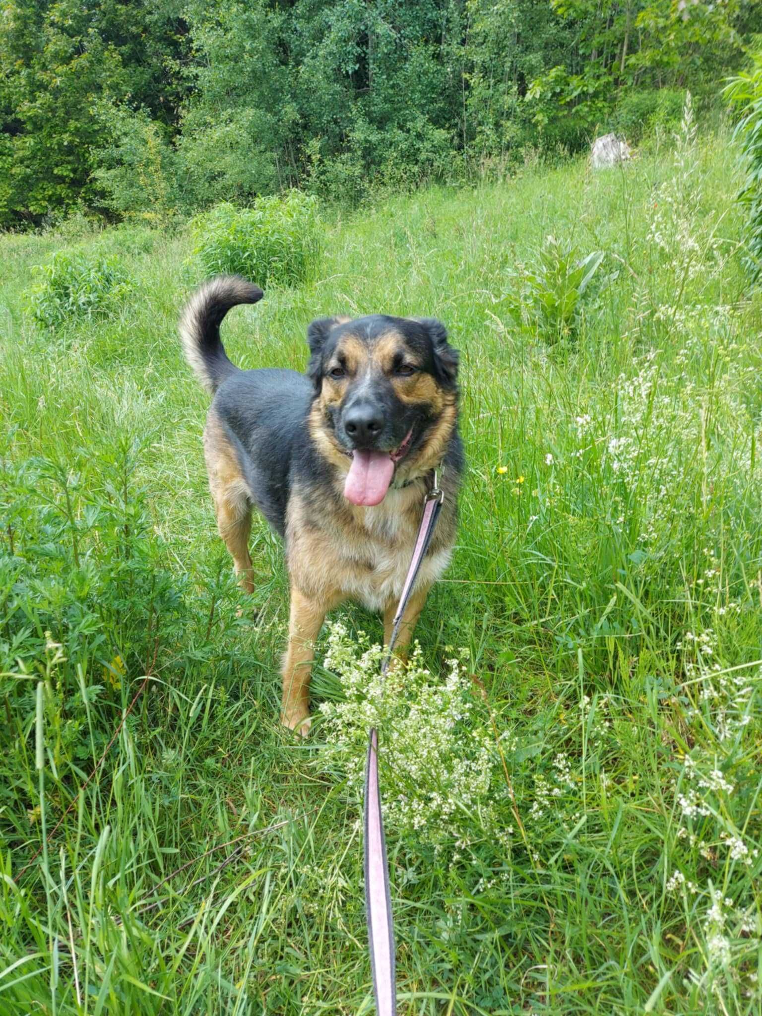 ROCCO - Schronisko dla Zwierząt w Ostródzie