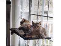 котячий гамак  для великих кішок до 25 кг Dracarys Cat
